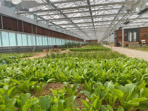 现代农业综合展示项目一期建设工程即将开放，打造花卉苗木零售新体验