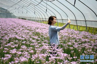 安徽鲜花经济 花卉苗木零售助力乡村振兴