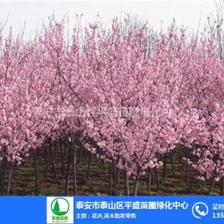 盆景绿化苗木——平盛苗圃在线咨询服务及优质苗木零售指南
