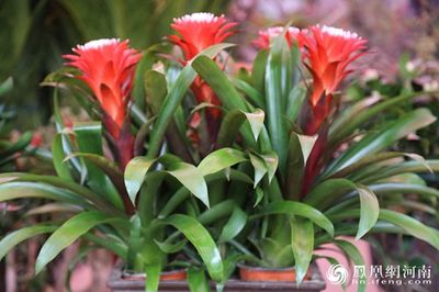 中国商丘首届园林花卉业博览会盛大开幕，引领花卉苗木零售新风尚