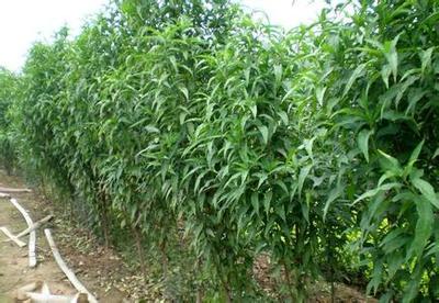 青州小龙柏批发与零售指南 本东花卉一站式选购平台