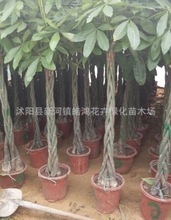 花木之美，尽在皓鸿——新河镇皓鸿花卉绿化苗木场产品大全