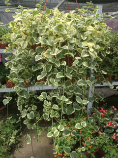 宁馨花木园林 打造一站式绿意生活空间，主营花卉苗木零售批发