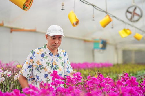 走进花果苗木之乡洪阳镇，探秘万花园的花木零售致富经