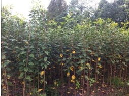 花卉苗木零售市场全景 掘金绿植消费新蓝海