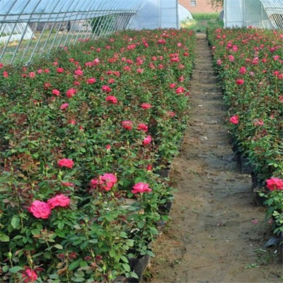 月季花鉴赏与选购指南 苗木网上的价格与图鉴