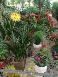 宁馨花木园林 城市绿意与生活美学的缔造者