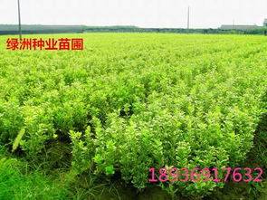 金叶女贞种苗选购指南 花卉苗木零售的常见品种与识别方法