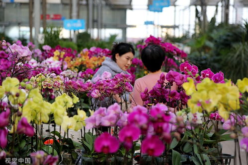 元旦春节双节将至 临沂花卉市场迎来销售热潮