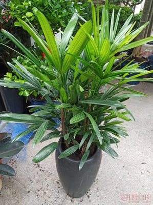 哈尔滨香坊区玲馨花卉苗木销售行 专业批发零售，装点美好生活