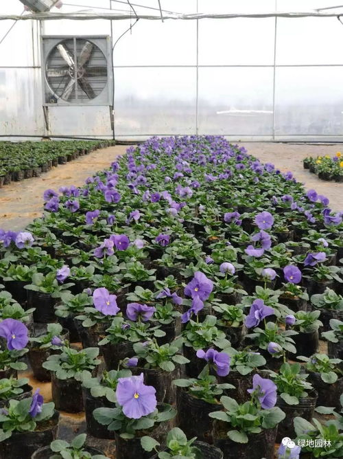 2018年2月苗圃可销售花卉苗木产品指南