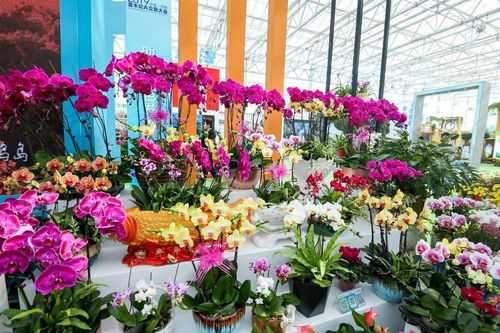 倒计时9天！线上线下联动，2021中国·合肥苗木花卉交易大会火热来袭