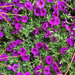 武汉苗木基地 一站式园林绿化解决方案专家