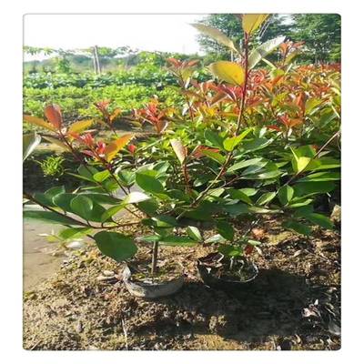 金华红叶石楠 从树苗到景观的全方位采购指南