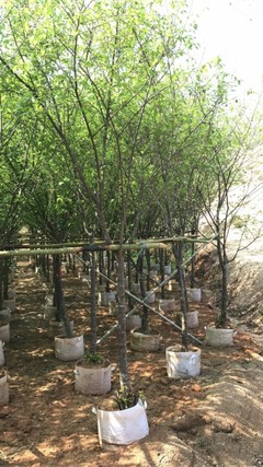 福建特色花卉苗木零售 山樱花、香樟与银海枣的魅力