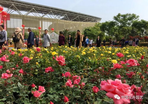 玉润花香 满城芳菲 河南南阳第九届月季花会隆重开幕