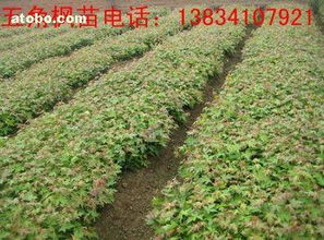 柴高峰个体经营 热卖促销花卉苗木零售，价格合理，厂家直供