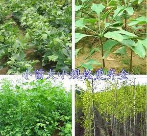 银杏小苗与白果苗的采购指南 价格、厂家与品质解析